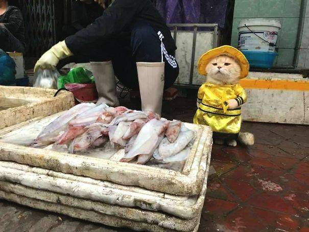红烧鲤鱼怎么做